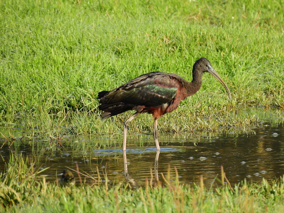 ibis hnědý - ML406854941