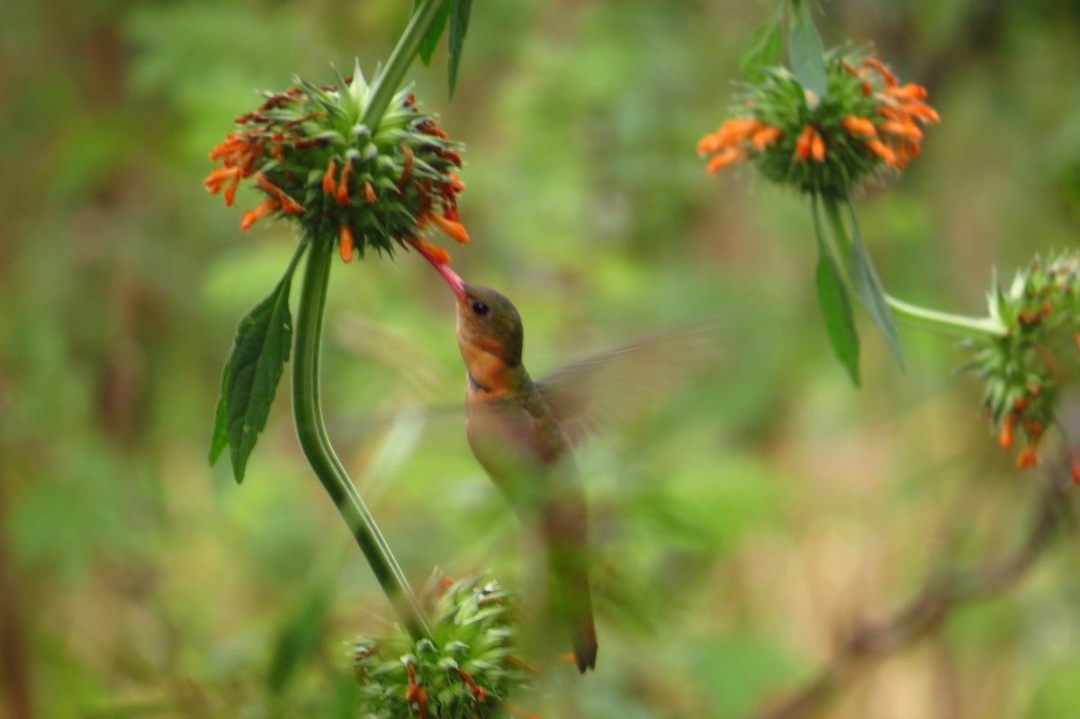 Cinnamon Hummingbird - ML40685501