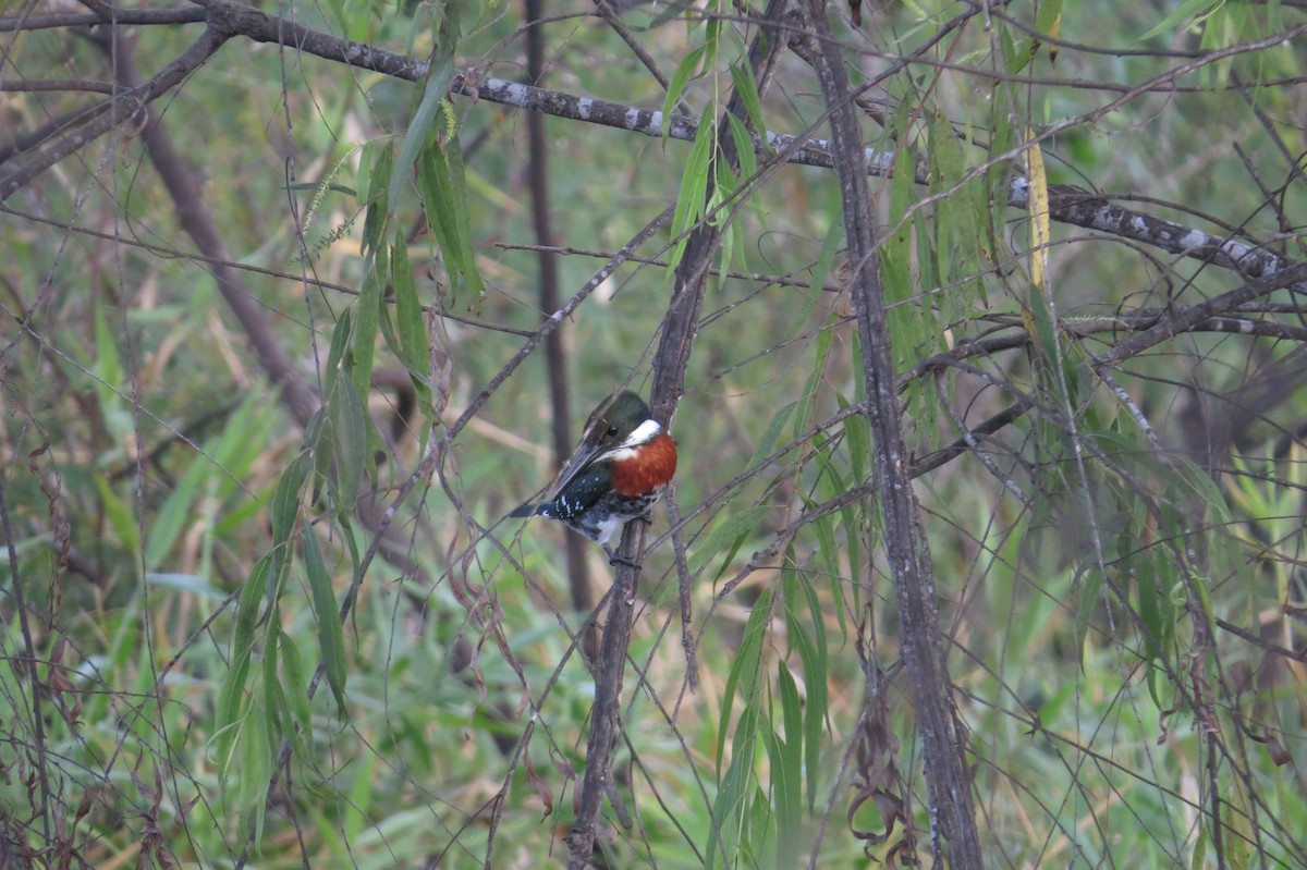 Green Kingfisher - ML40685561