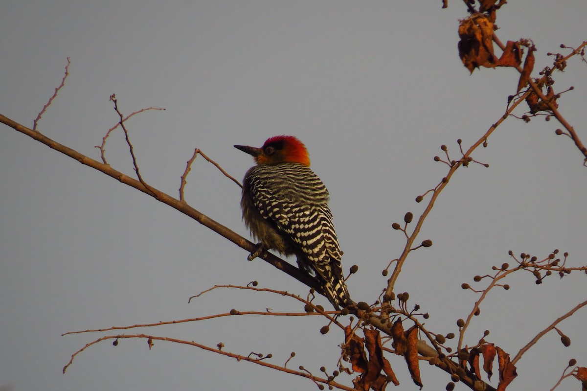 Golden-cheeked Woodpecker - ML40685571