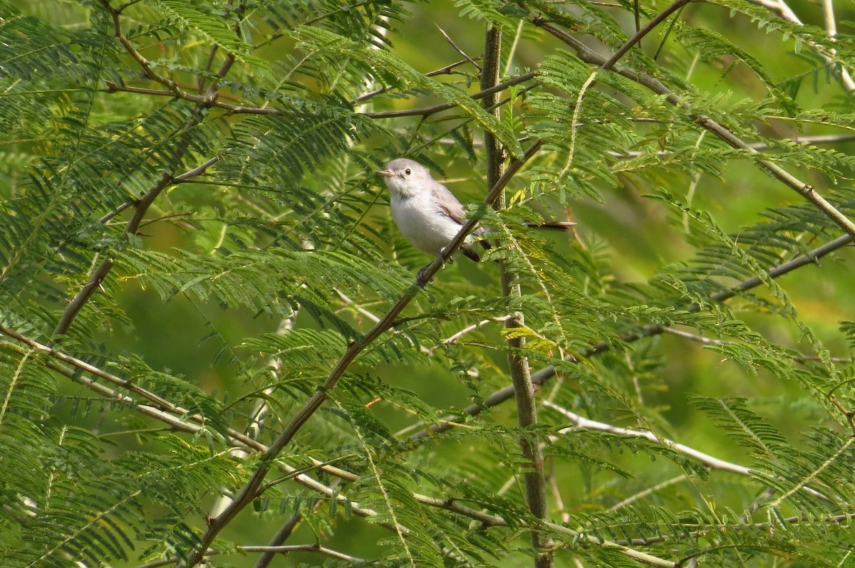 Black-capped Gnatcatcher - ML40685631