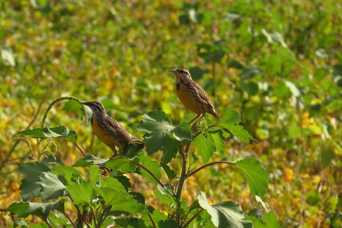 Chihuahuan Meadowlark - ML40685671