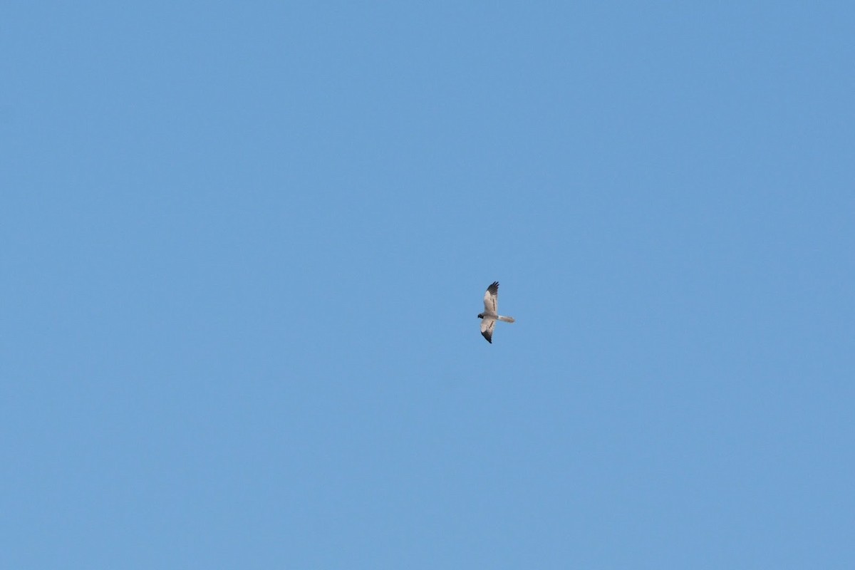 זרון פס - ML406856751