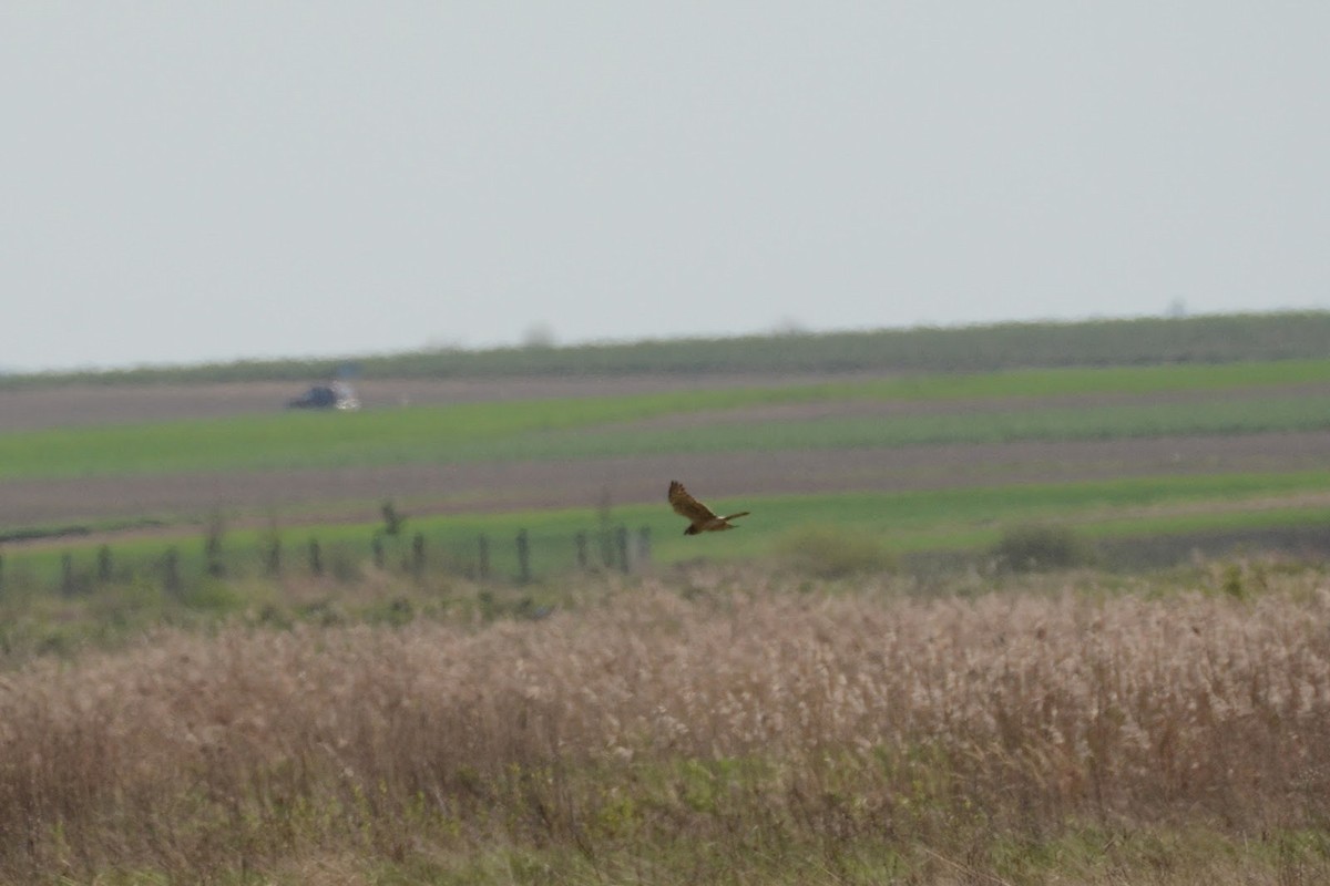 זרון פס - ML406856781