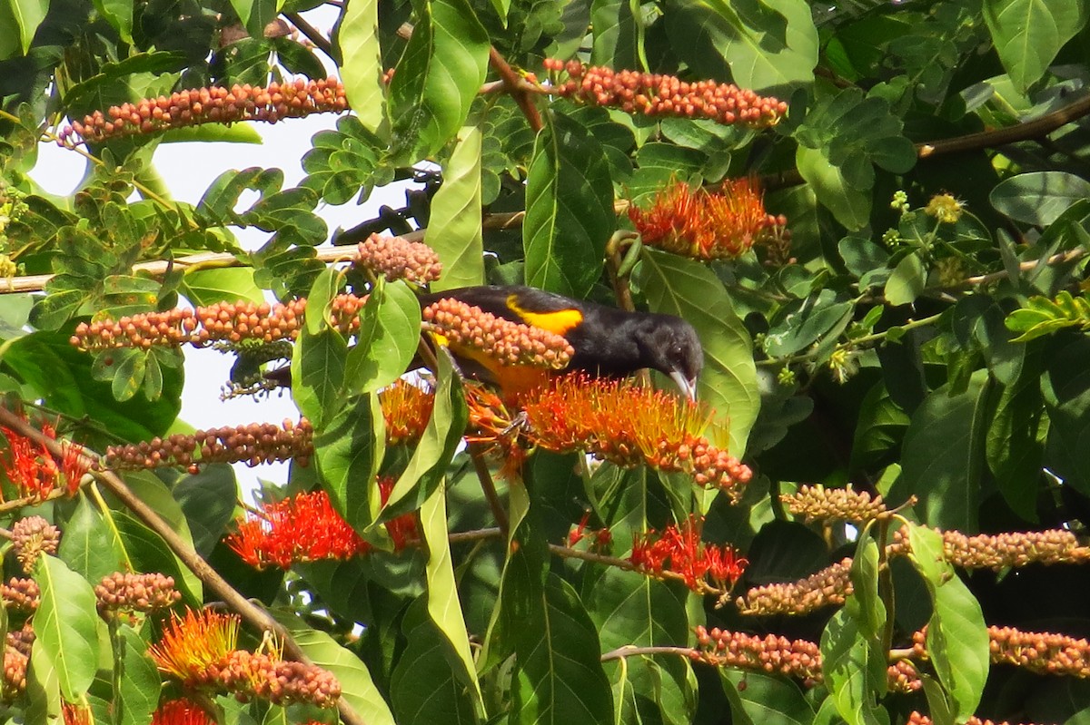 Black-vented Oriole - ML40685711