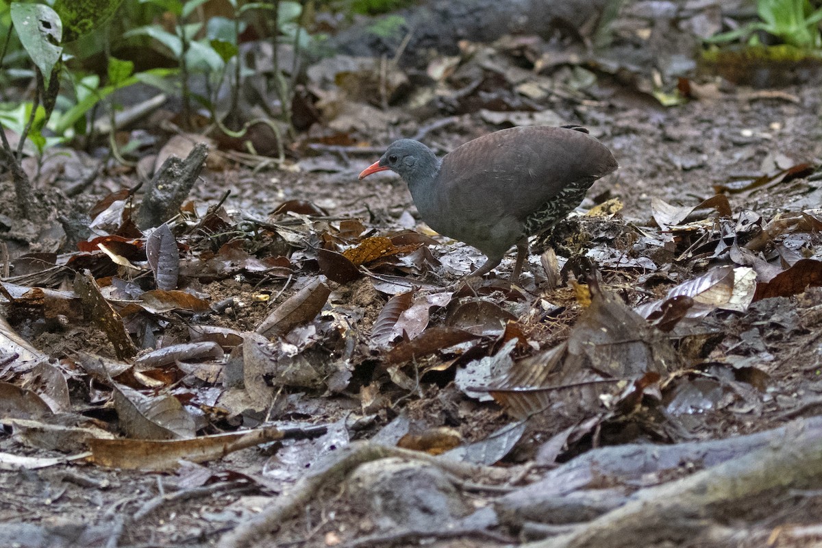 Tataupa Tinamou - ML406860101