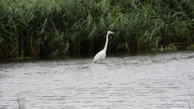 Great Egret - ML406860121