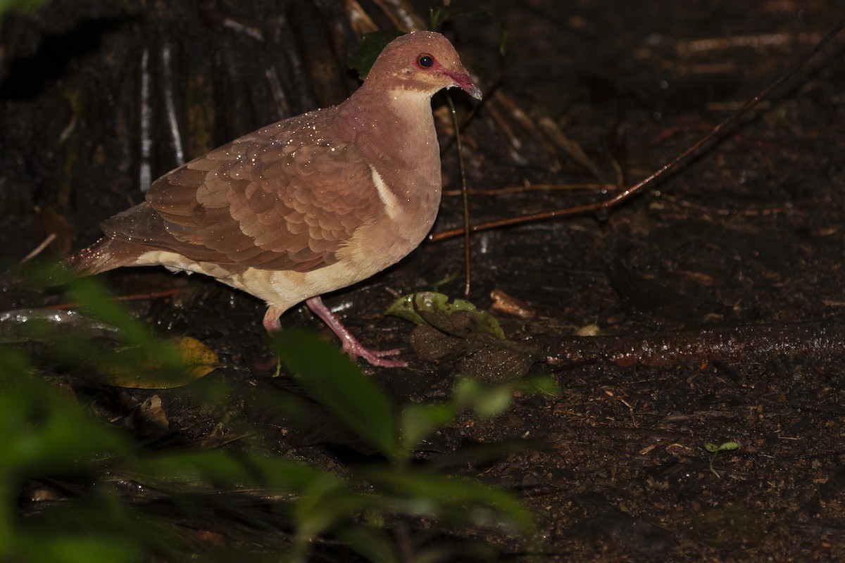 Ruddy Quail-Dove - ML406860801