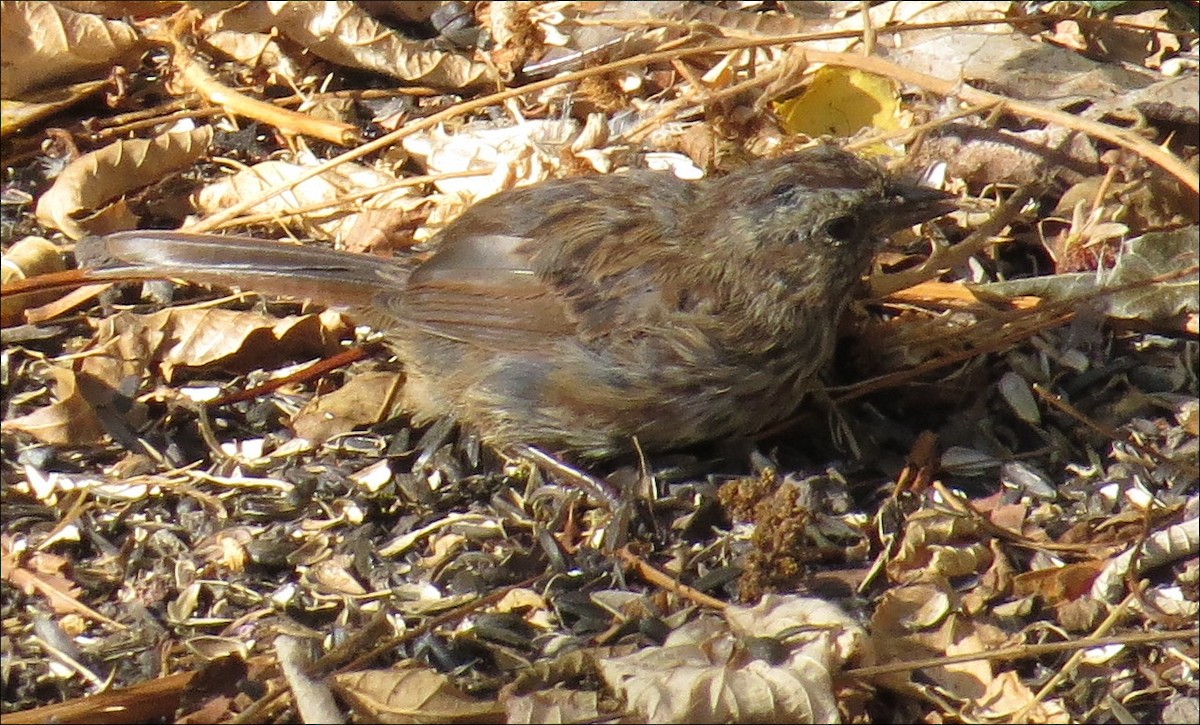 Song Sparrow - ML40686161