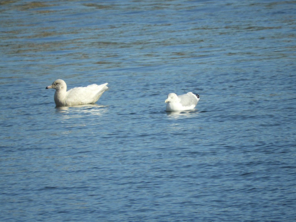 Glaucous Gull - ML406862161