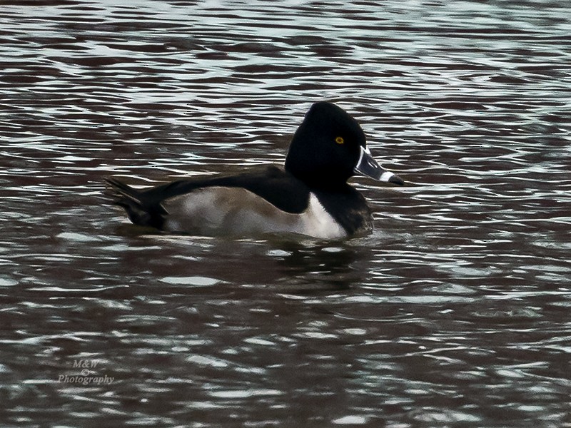 Ring-necked Duck - ML406863391