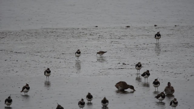 Pectoral Sandpiper - ML406863611