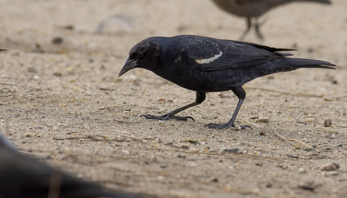 Tricolored Blackbird - ML406863701