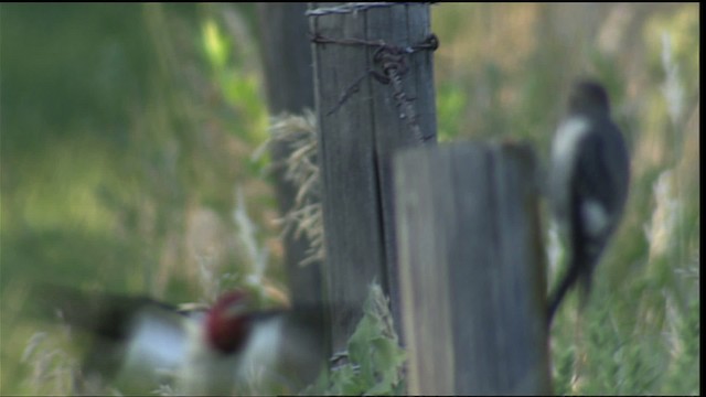 Red-headed Woodpecker - ML406865