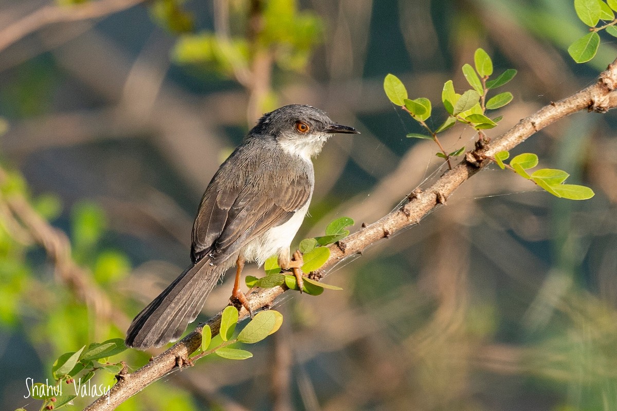 Gray-breasted Prinia - ML406865111