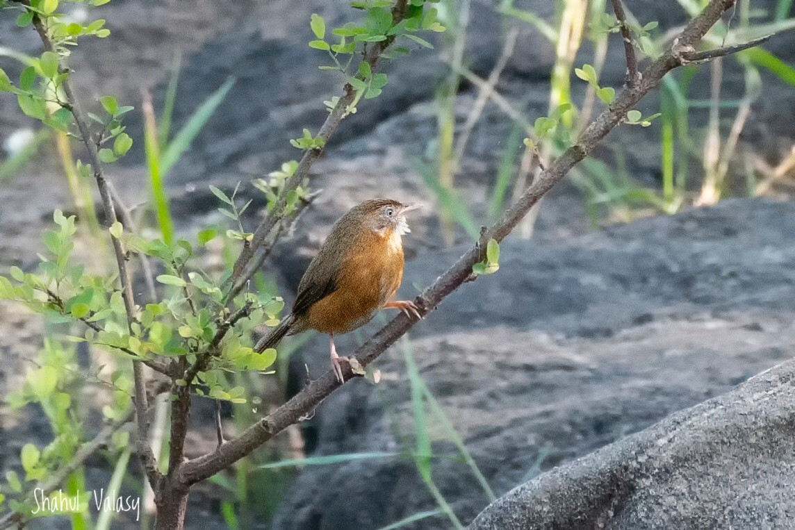 Tawny-bellied Babbler - ML406865261