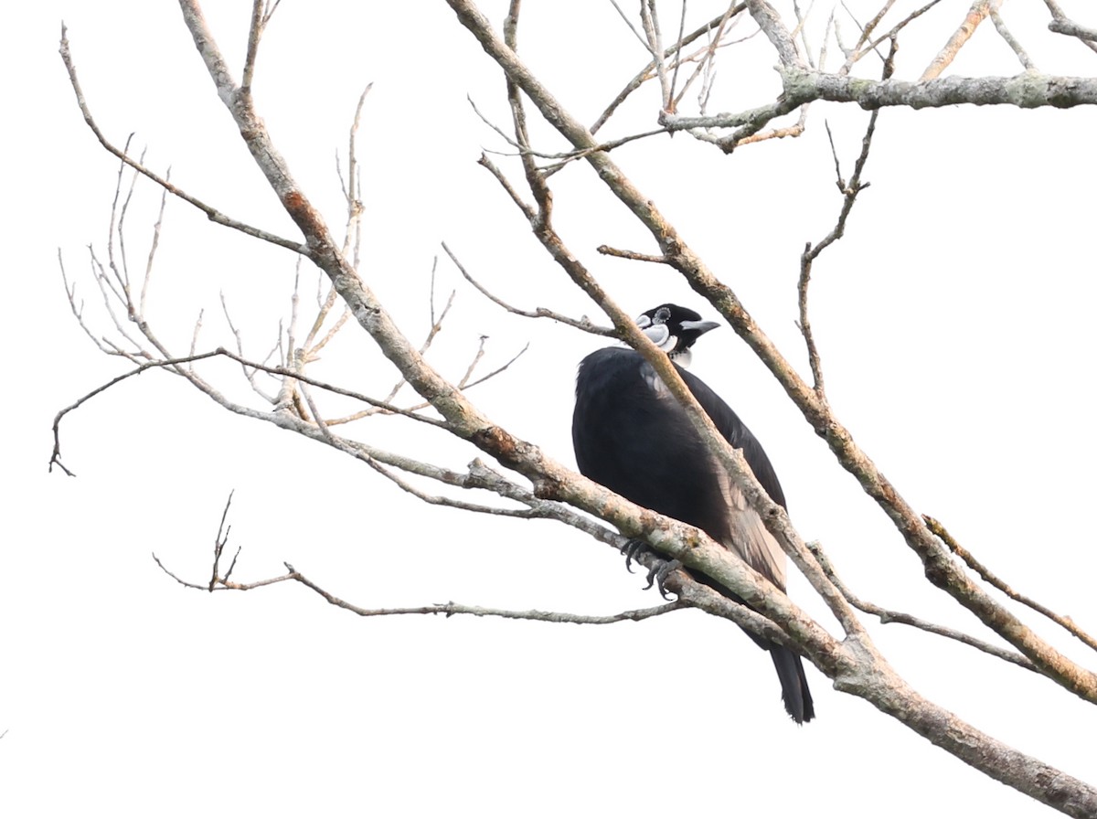 Bare-necked Fruitcrow - ML406865281