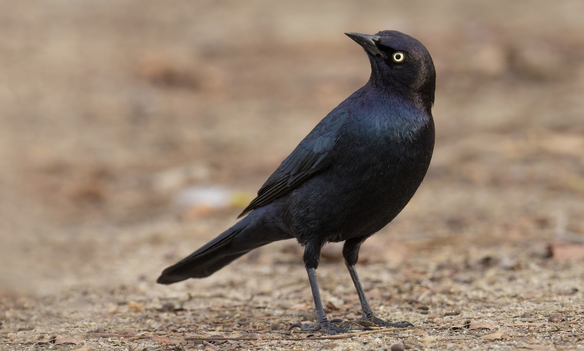 Brewer's Blackbird - ML406865831