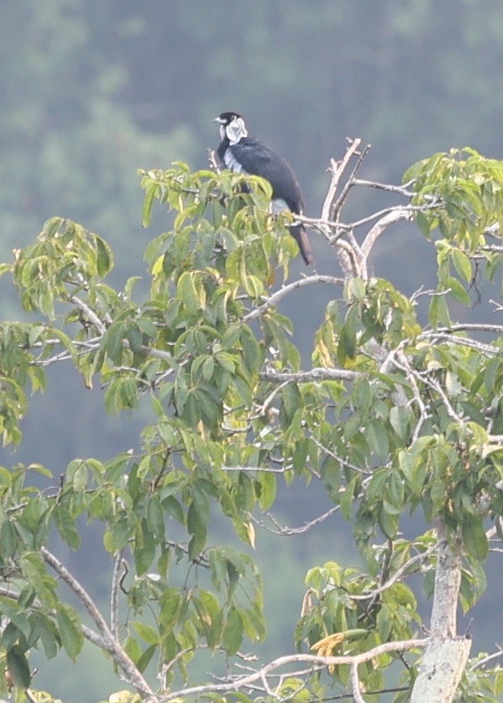 Bare-necked Fruitcrow - ML406865961