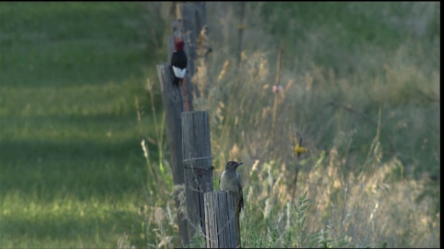 Pic à tête rouge - ML406866