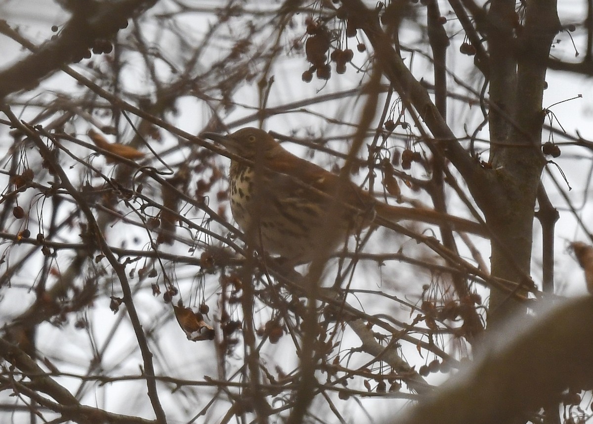 Brown Thrasher - ML406867151