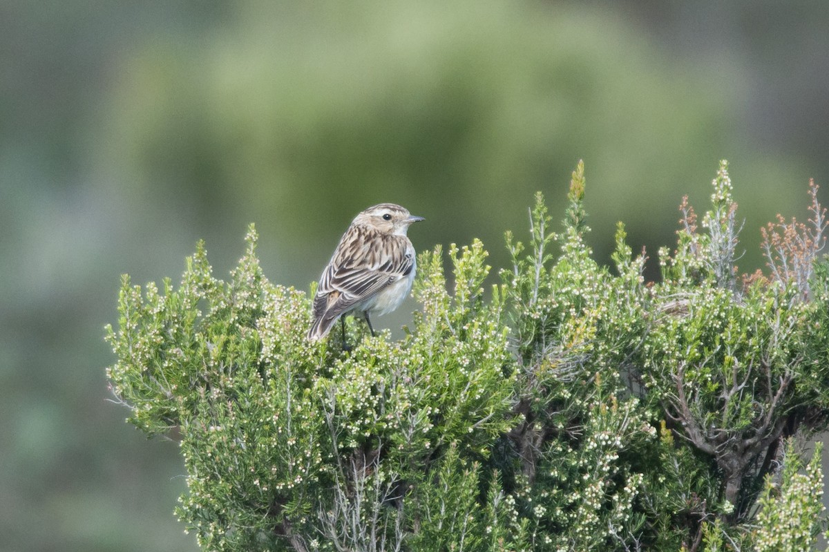 Whinchat - ML406867621
