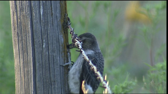 Red-headed Woodpecker - ML406868