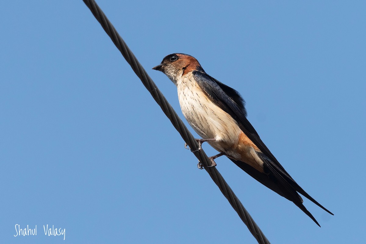 Red-rumped Swallow - ML406868541