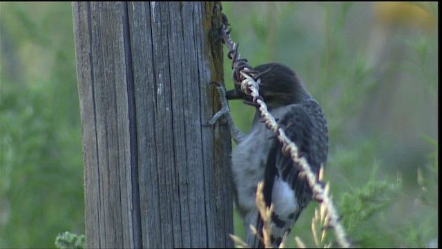 Red-headed Woodpecker - ML406869