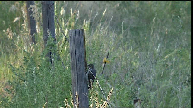 Red-headed Woodpecker - ML406870