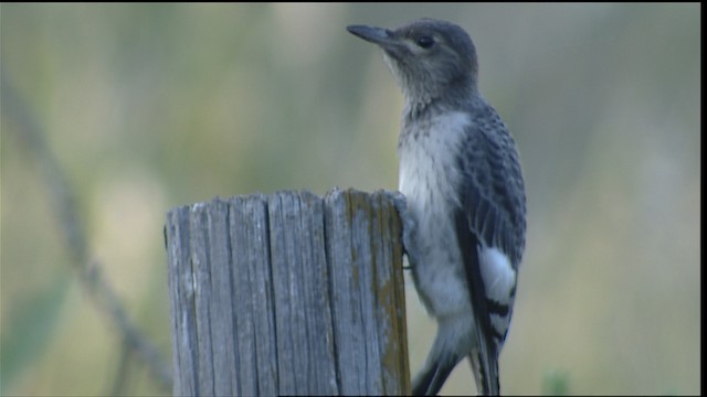 Red-headed Woodpecker - ML406871