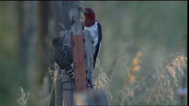 Red-headed Woodpecker - ML406872