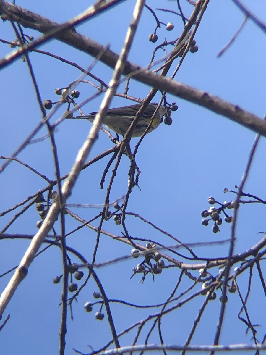 Yellow-rumped Warbler - ML406872051