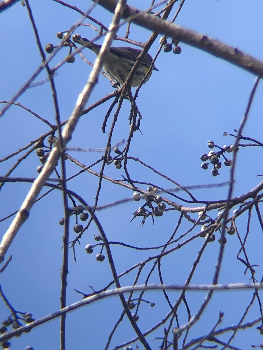 Yellow-rumped Warbler - ML406872091