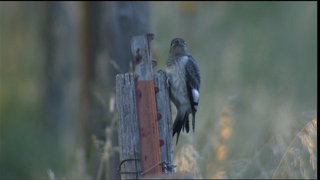 Red-headed Woodpecker - ML406873