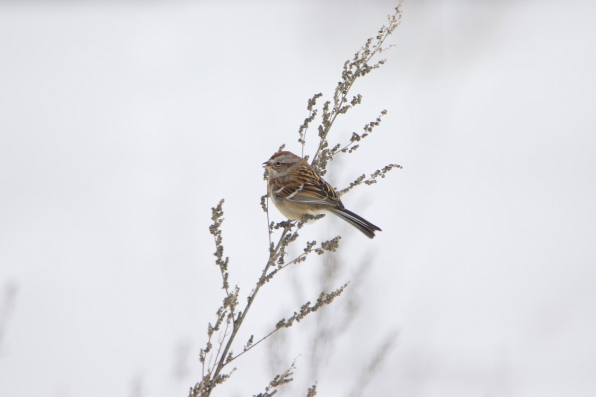 American Tree Sparrow - ML406873021