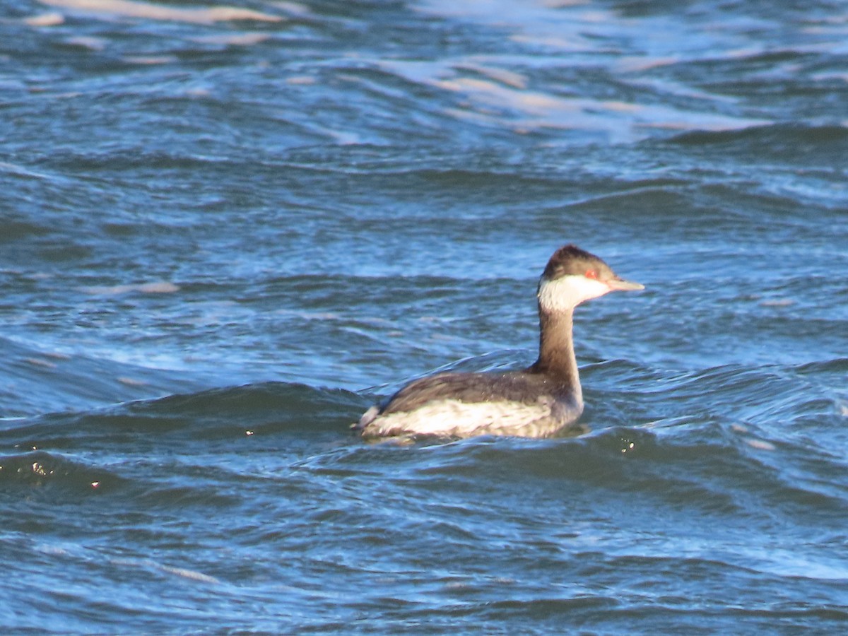 Horned Grebe - ML406877571