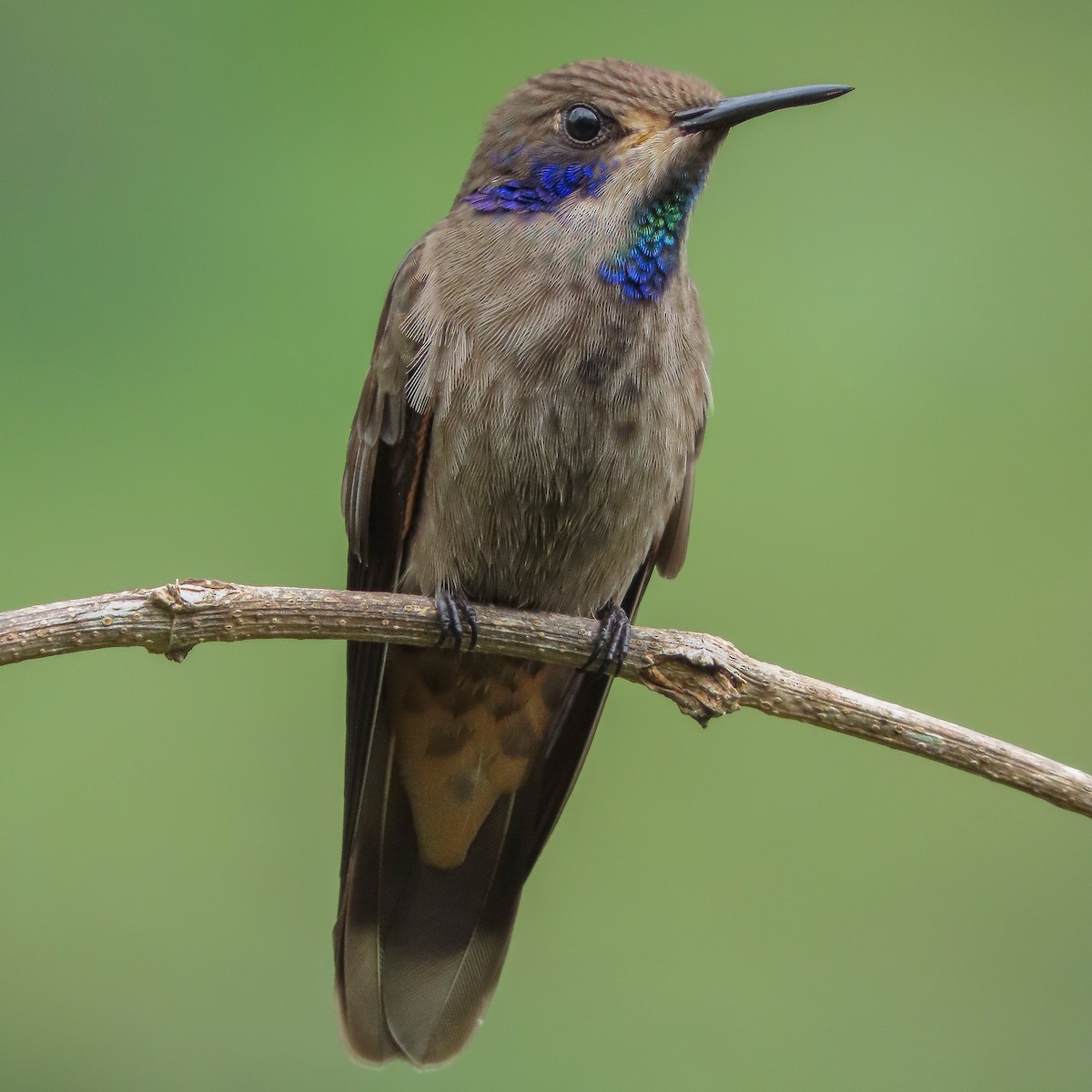 kolibřík fialovouchý - ML406878141
