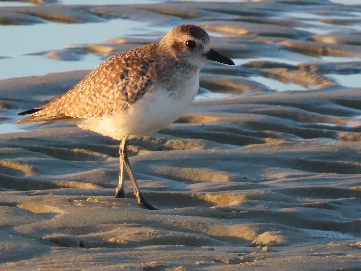 Black-bellied Plover - ML406878621