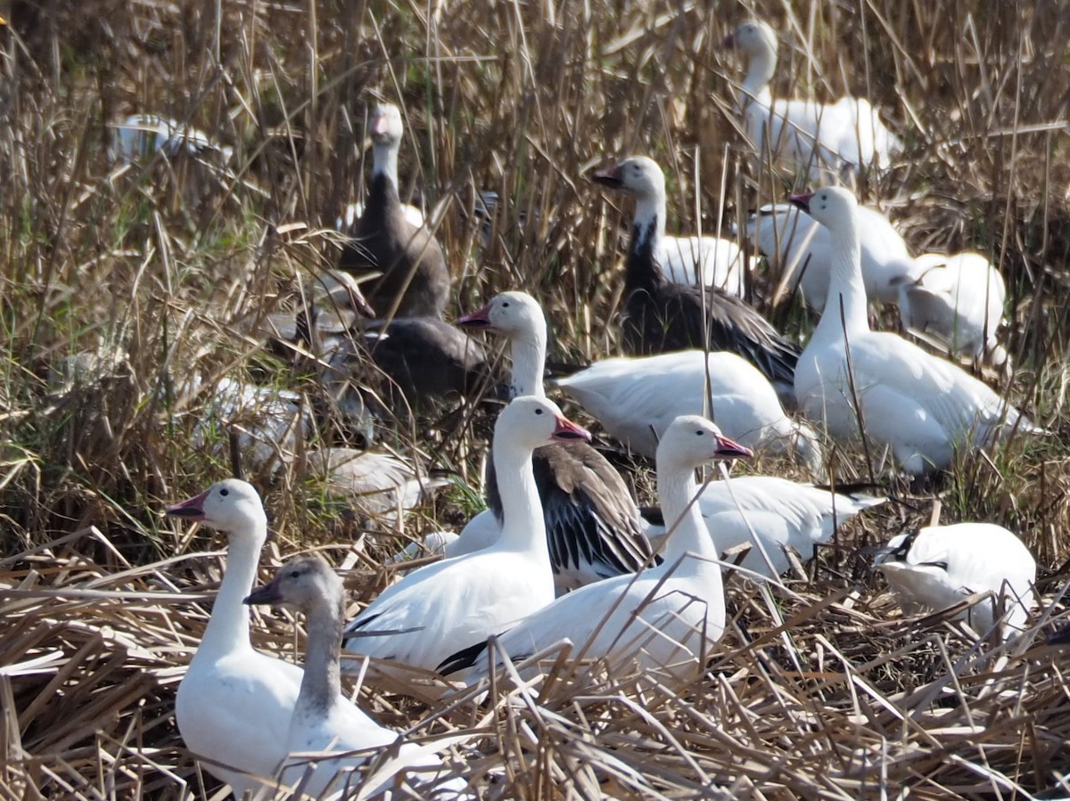 Snow Goose - ML406878901