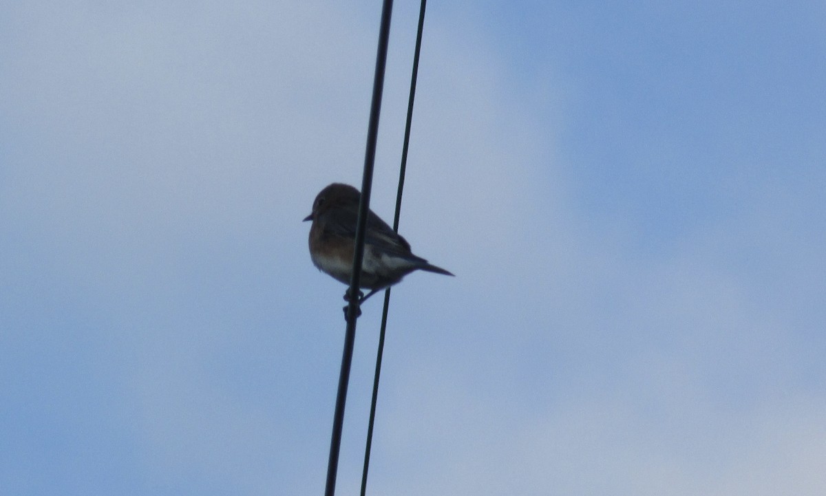 Eastern Bluebird - ML406879561