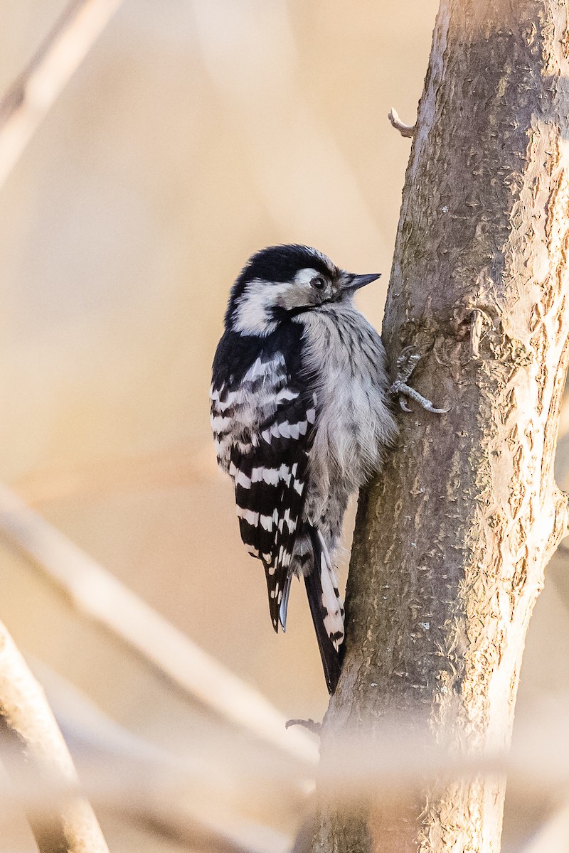Lesser Spotted Woodpecker - Lukas Sekelsky