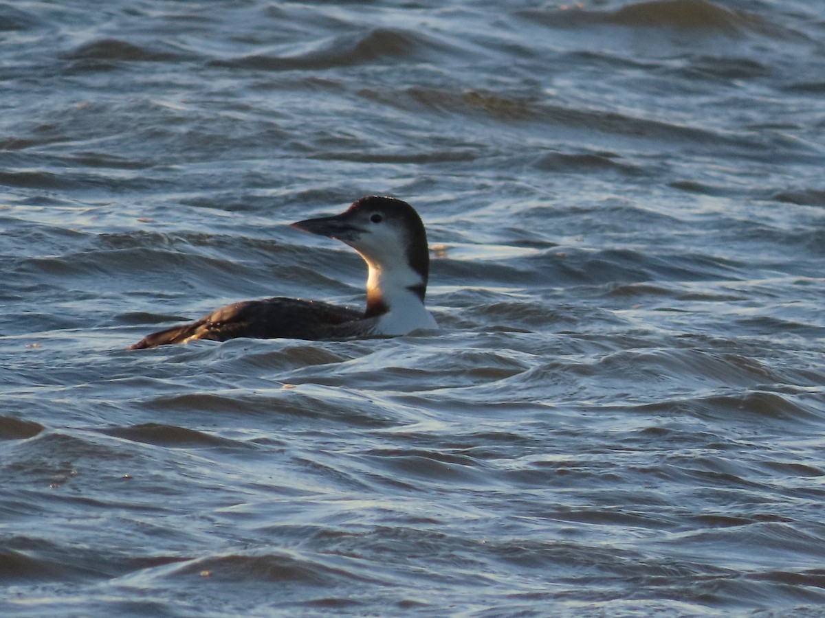 Common Loon - sabrina  cobb