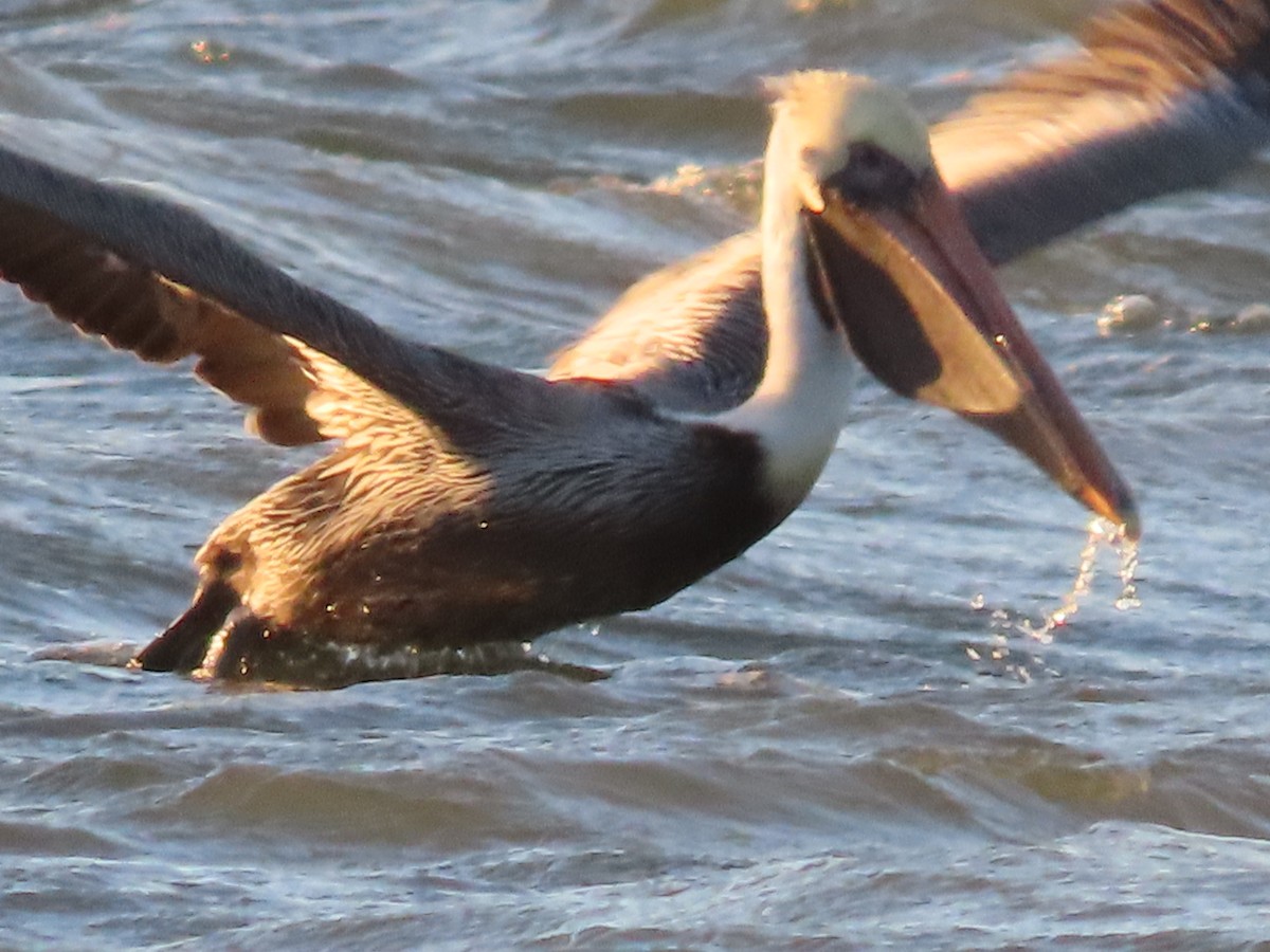 Brown Pelican - ML406880931