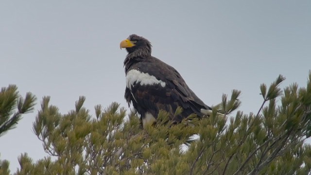 Steller's Sea-Eagle - ML406881001