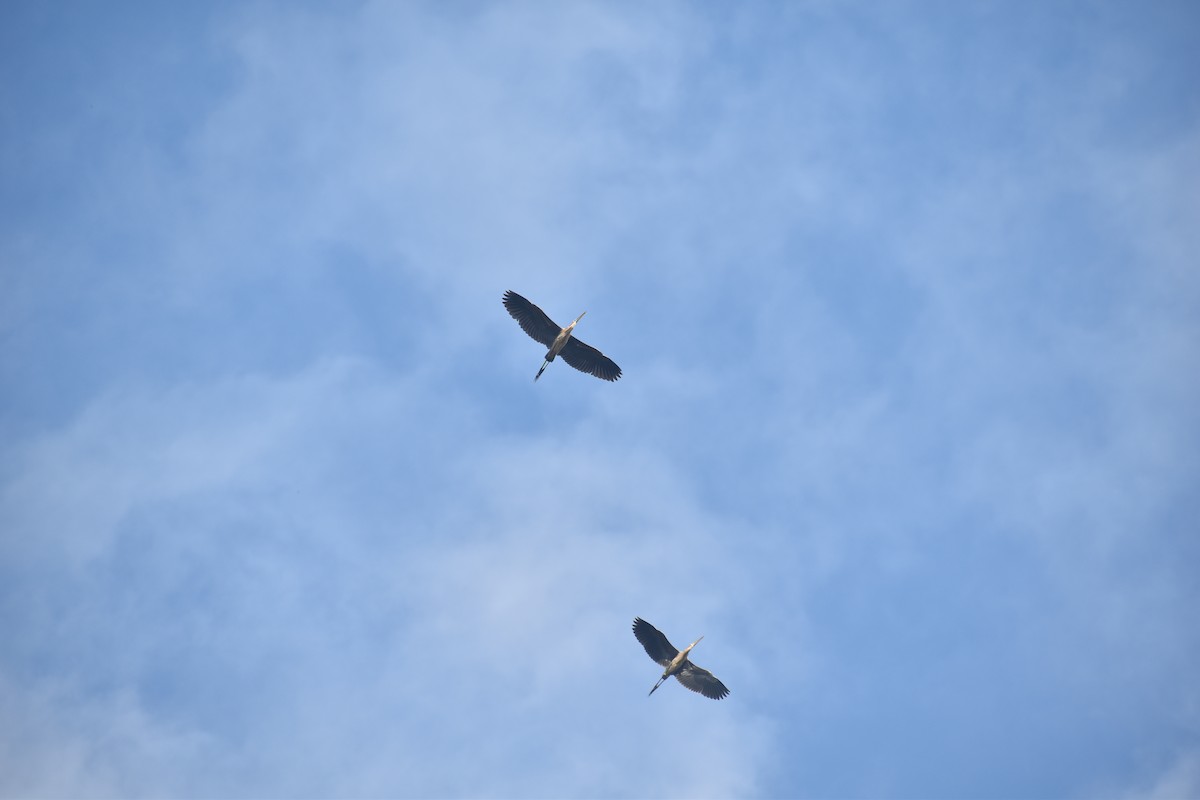 Зээрд дэглий - ML406881681