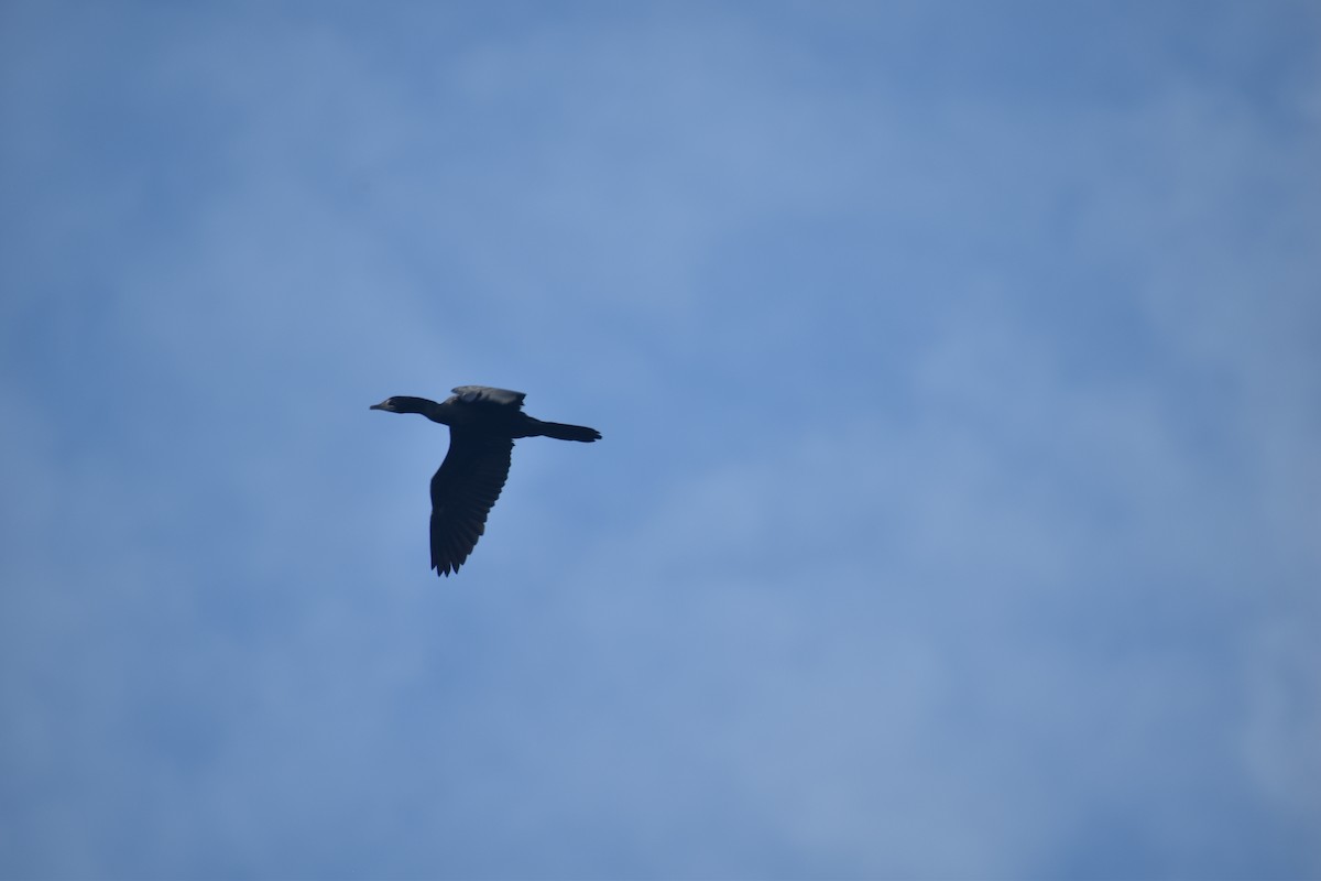 Little Cormorant - ML406881921