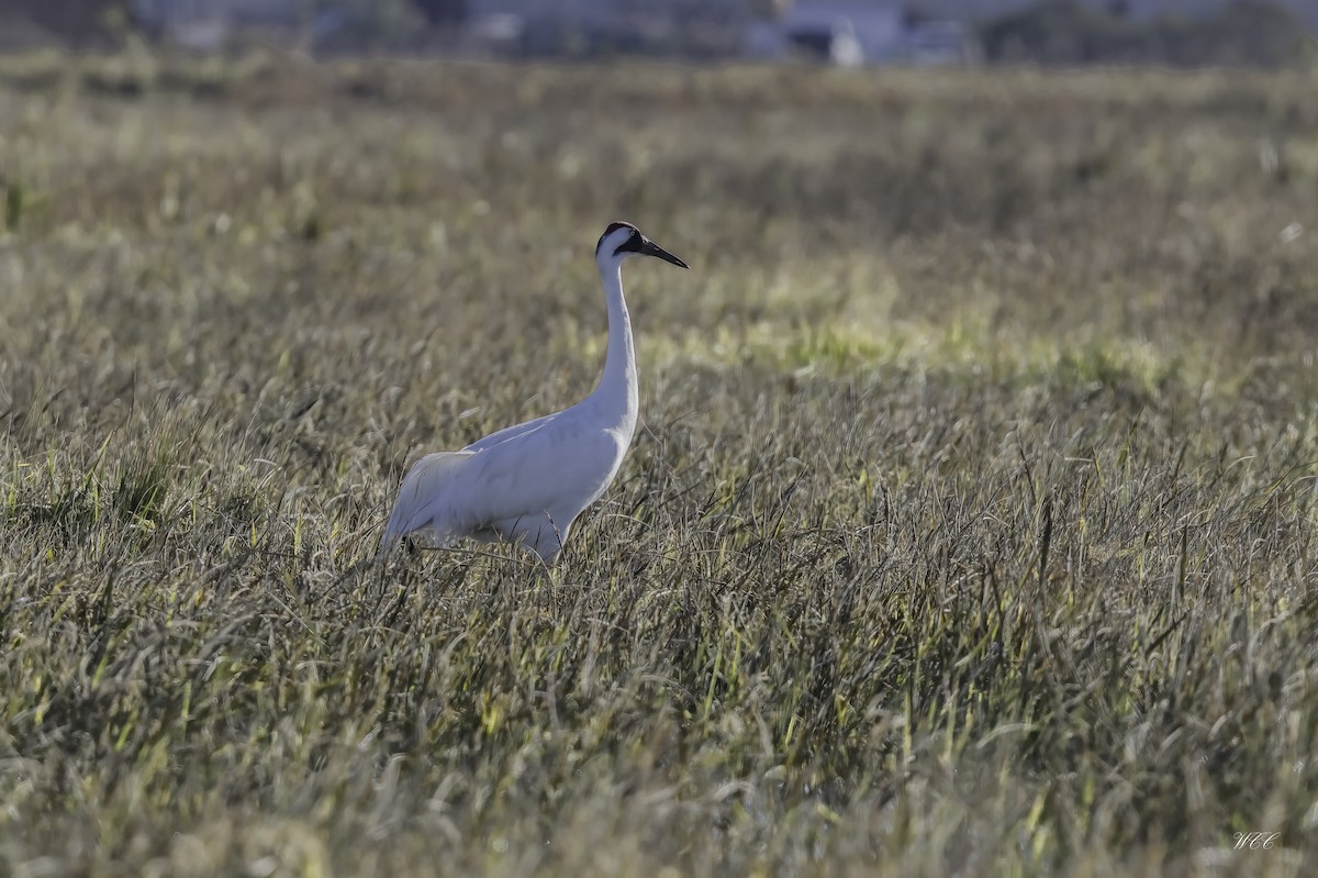 Whooping Crane - ML406882321