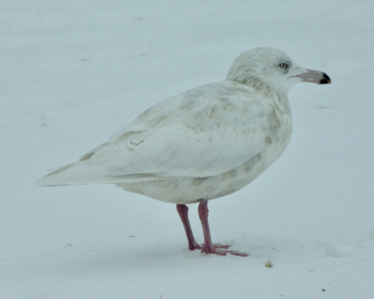 Glaucous Gull - Rick Whitman