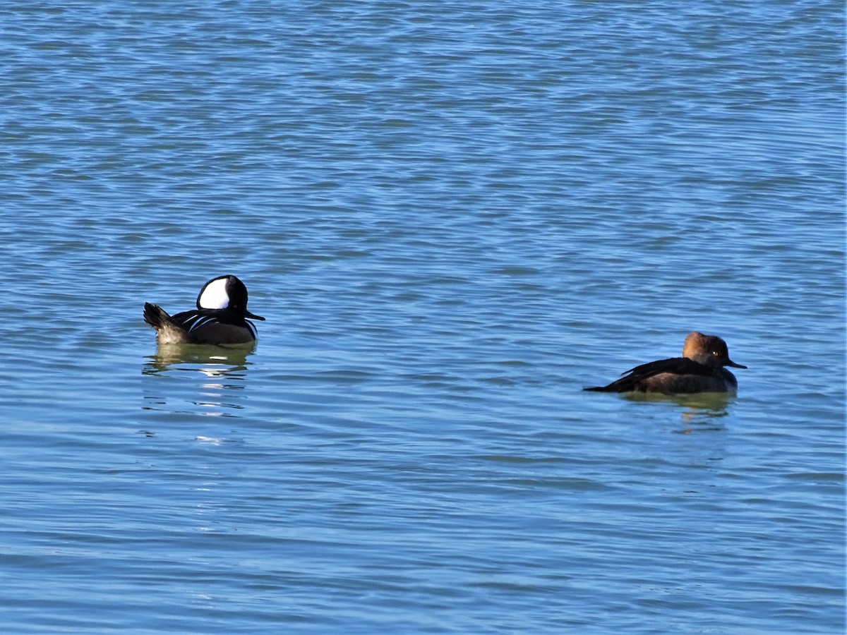 Hooded Merganser - ML406883601